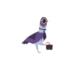 City Pigeons 19