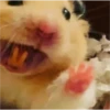 hamster memes 23