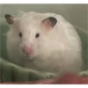 hamster memes 24
