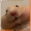 @Daup