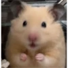 hamster memes 26