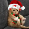 Dayo Oy