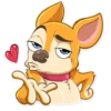 Chihuahua Chica 21