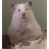 hamster memes 28