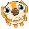 Chihuahua Chica 22