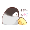 Soft and cute chick 29
