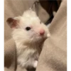 hamster memes 29