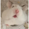 hamster memes 30
