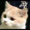 Christian's Cat Pack 5