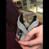 Christian's Cat Pack 6