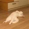 Christian's Cat Pack 7