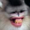 monke 5