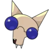 Chihuahuaji 5