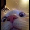 Christian's Cat Pack 8