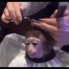 monke 7