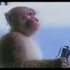 monke 8