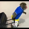 monke 9