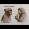 monke 10