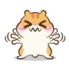 Chloe the hamster 11
