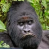 monke 12