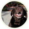 chocolatedog 5