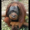 monke 13