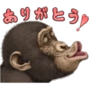 chimp 10
