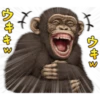 chimp 11