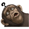 chimp 12