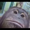 monke 16