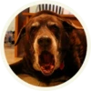 chocolatedog 6