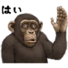 chimp 13