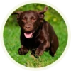 chocolatedog 7
