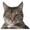 Cats #01 11