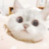 Christian's Cat Pack 15