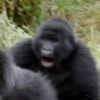 monke 18