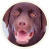 chocolatedog 8