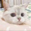 Christian's Cat Pack 17
