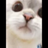 Christian's Cat Pack 19