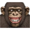 chimp 16