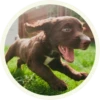 chocolatedog 9