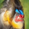 monke 19