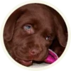 chocolatedog 10