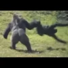monke 20