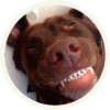 chocolatedog 11
