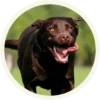 chocolatedog 12