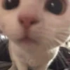 Christian's Cat Pack 21