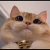Christian's Cat Pack 22