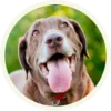 chocolatedog 13