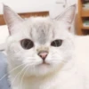 Christian's Cat Pack 24